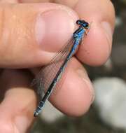 Image of Ornate Bluet