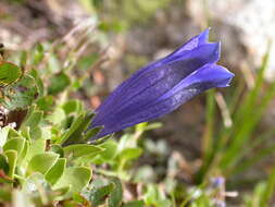 Image of Gentiana alpina Vill.