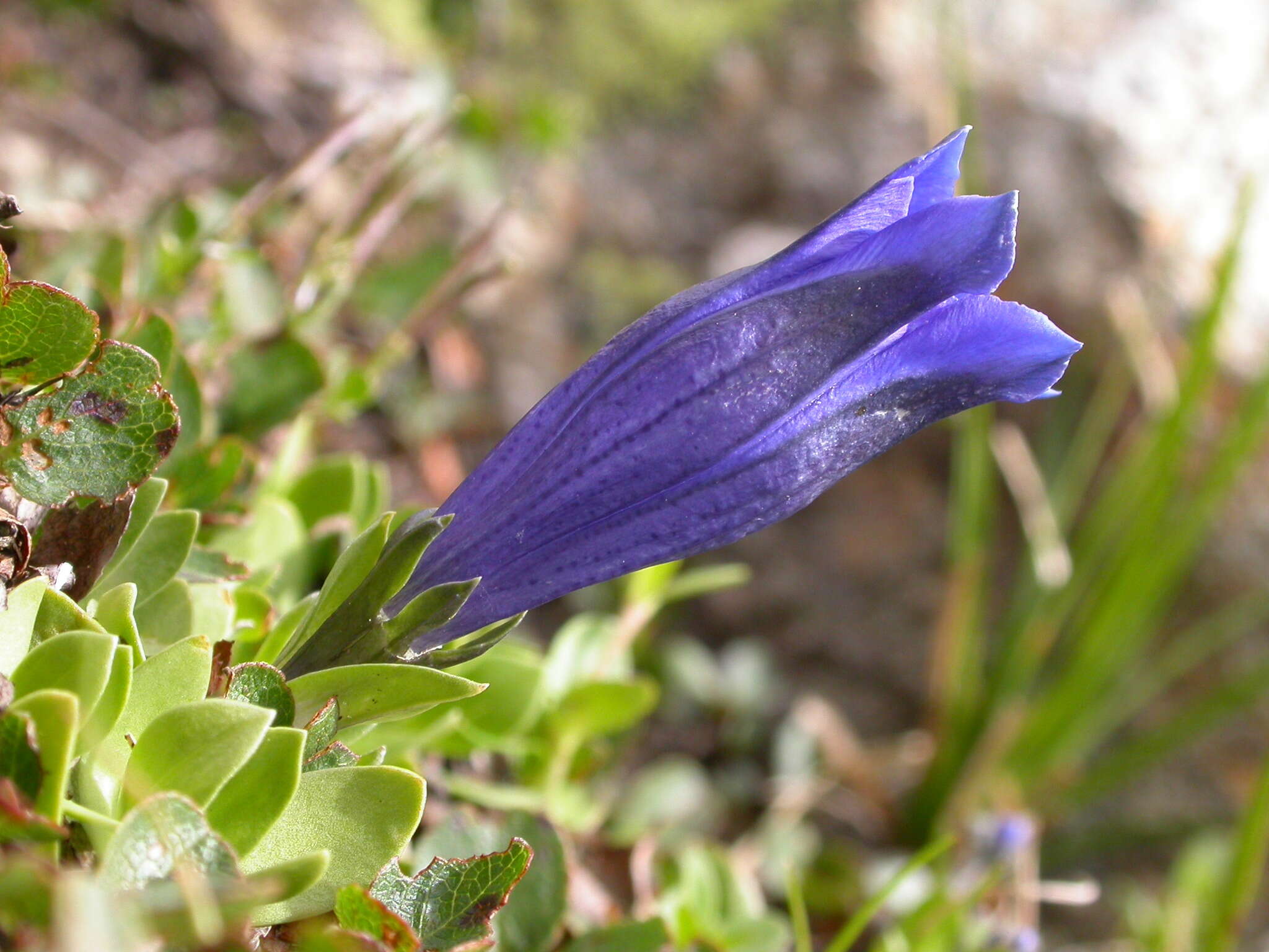 Image of Gentiana alpina Vill.