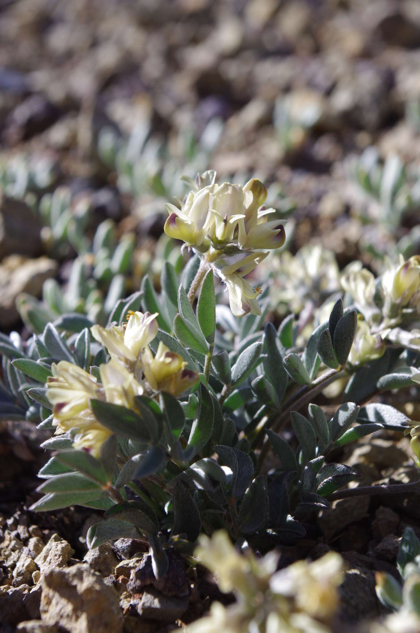 Imagem de Astragalus platytropis A. Gray