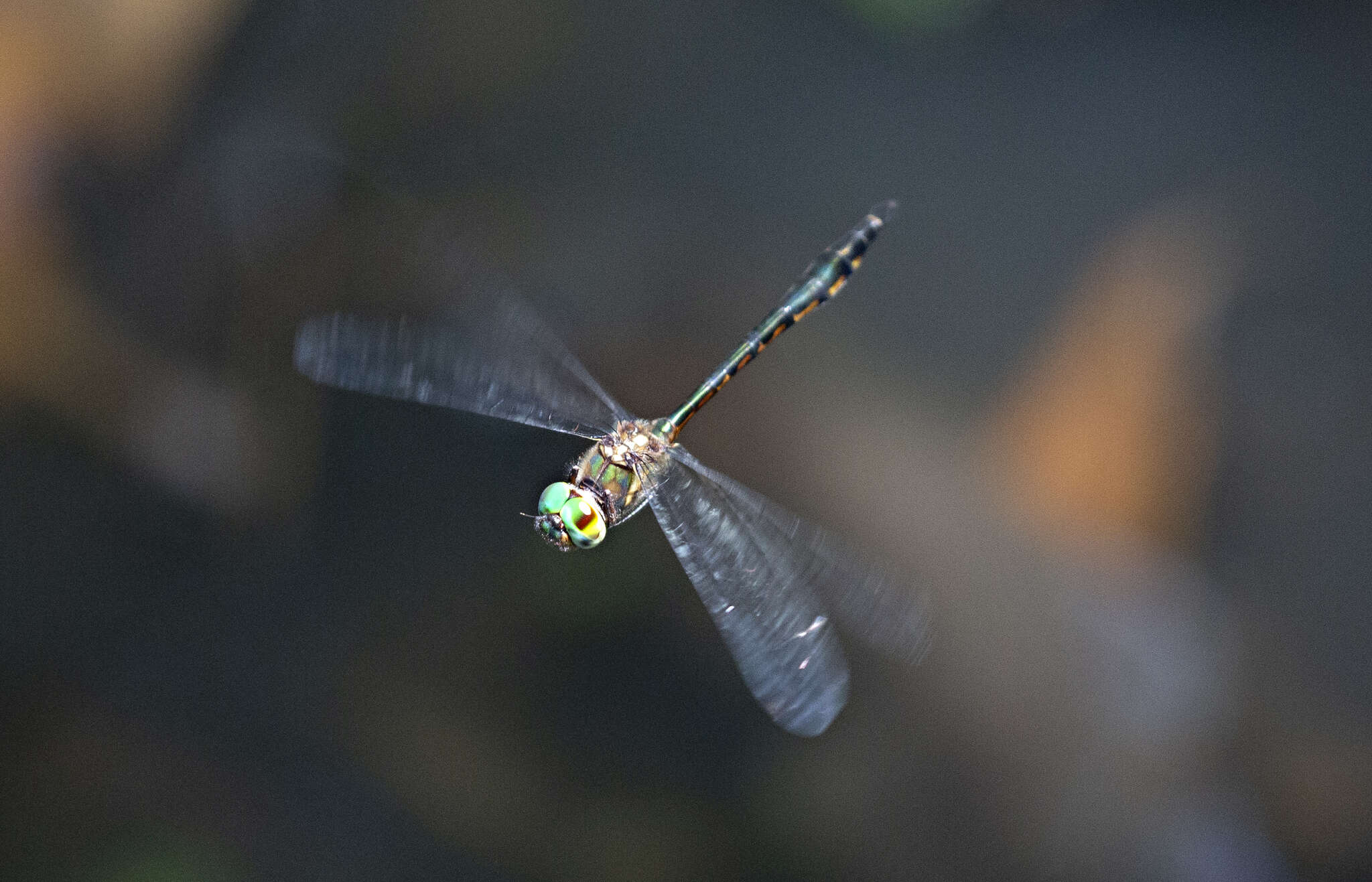 Image of Fat-bellied Emerald