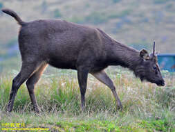 Image of Sri Lankan sambar deer