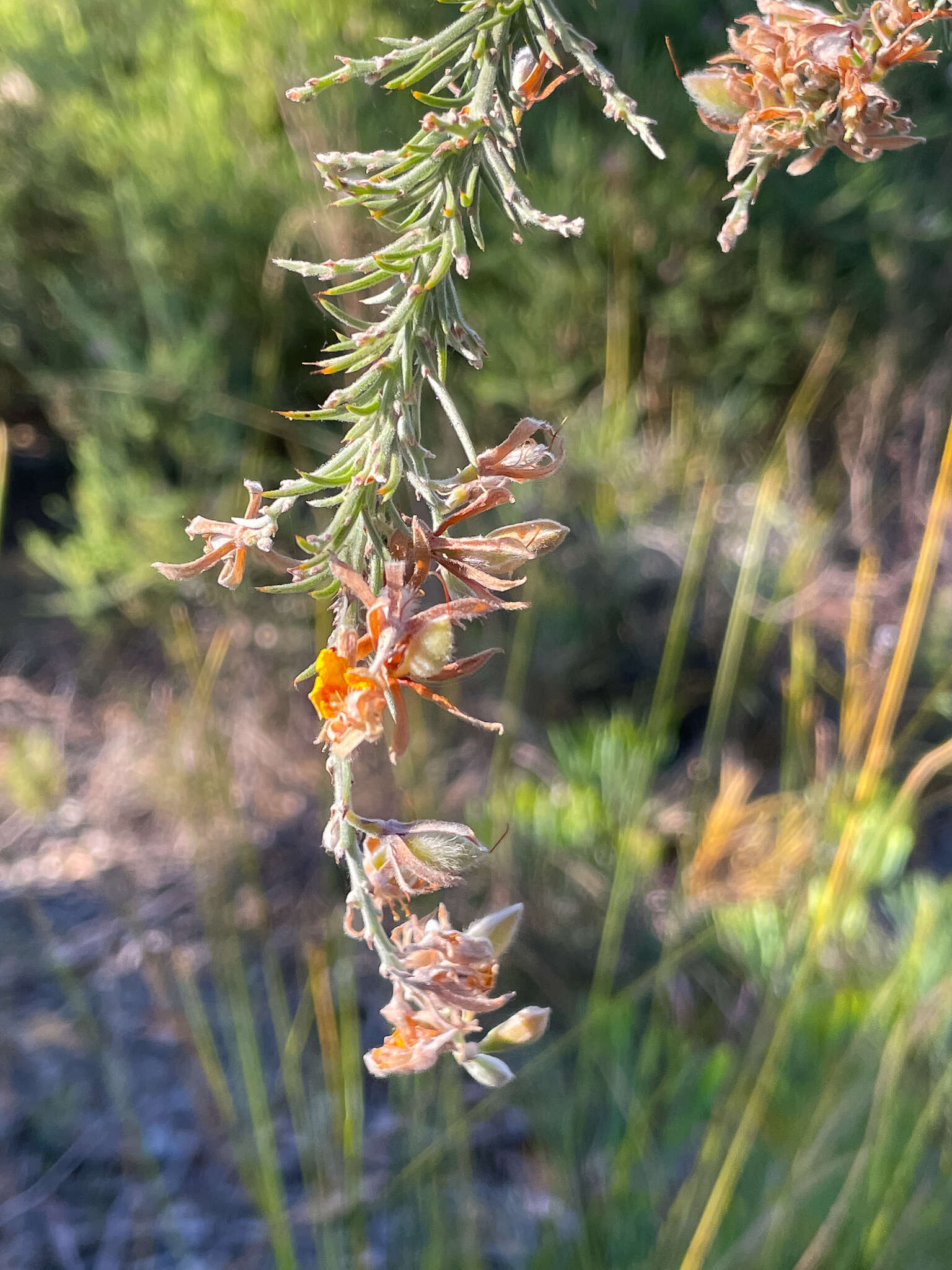 Слика од Jacksonia furcellata (Bonpl.) DC.