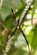 Imagem de Argiope halmaherensis Strand 1907