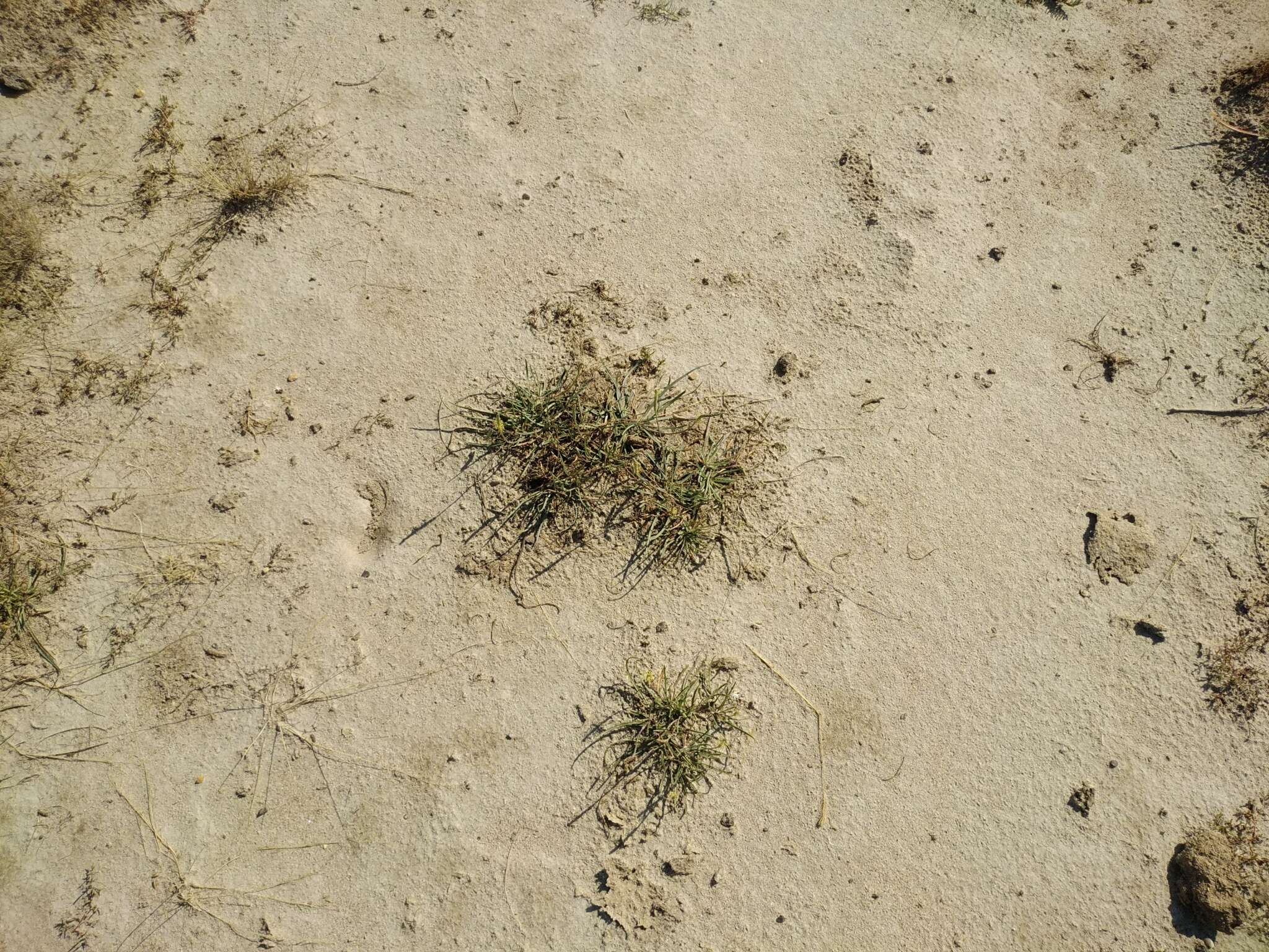 Image of Plantago maritima subsp. ciliata Printz