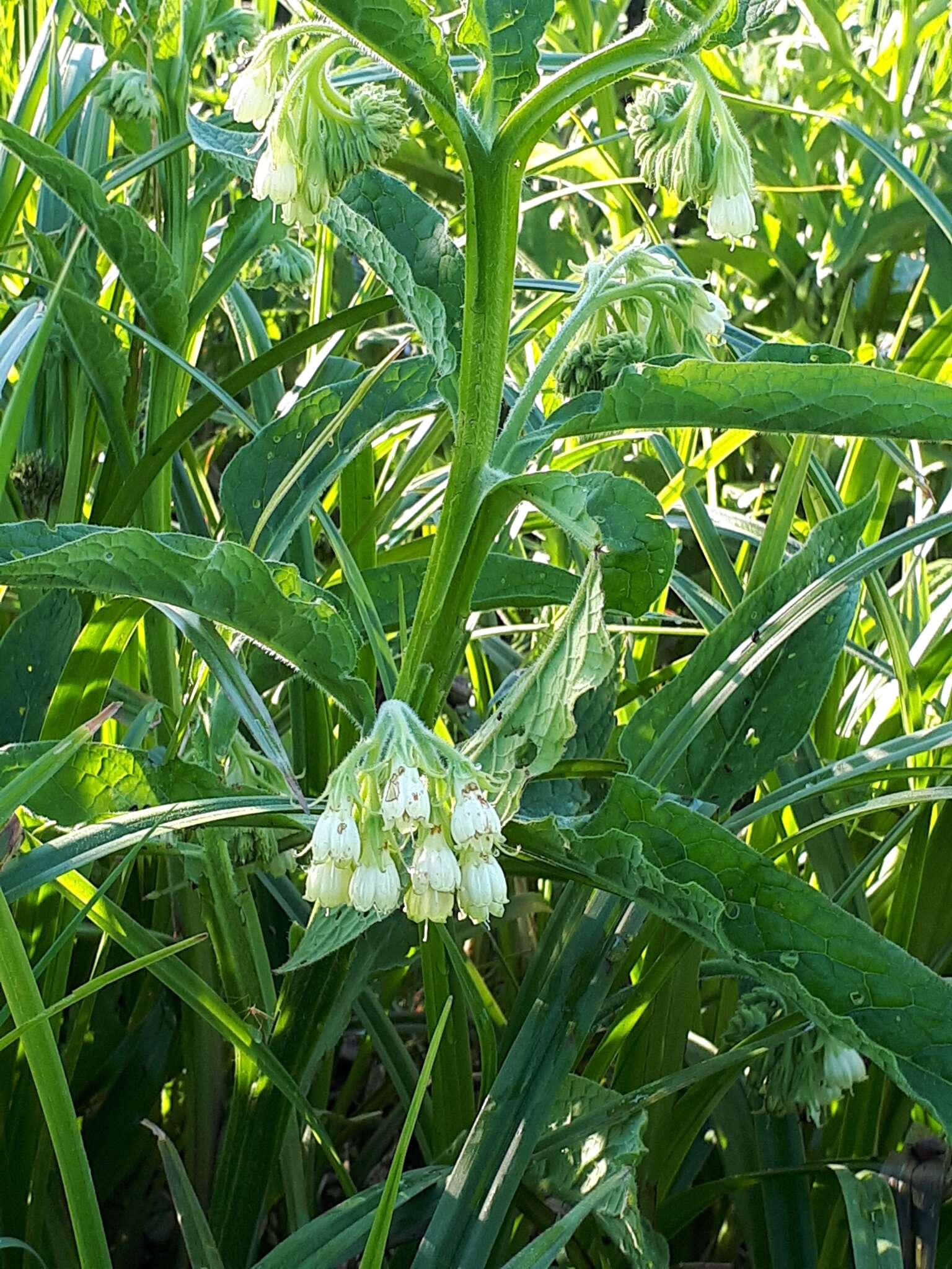 Symphytum officinale subsp. bohemicum (F. W. Schmidt) Celak.的圖片