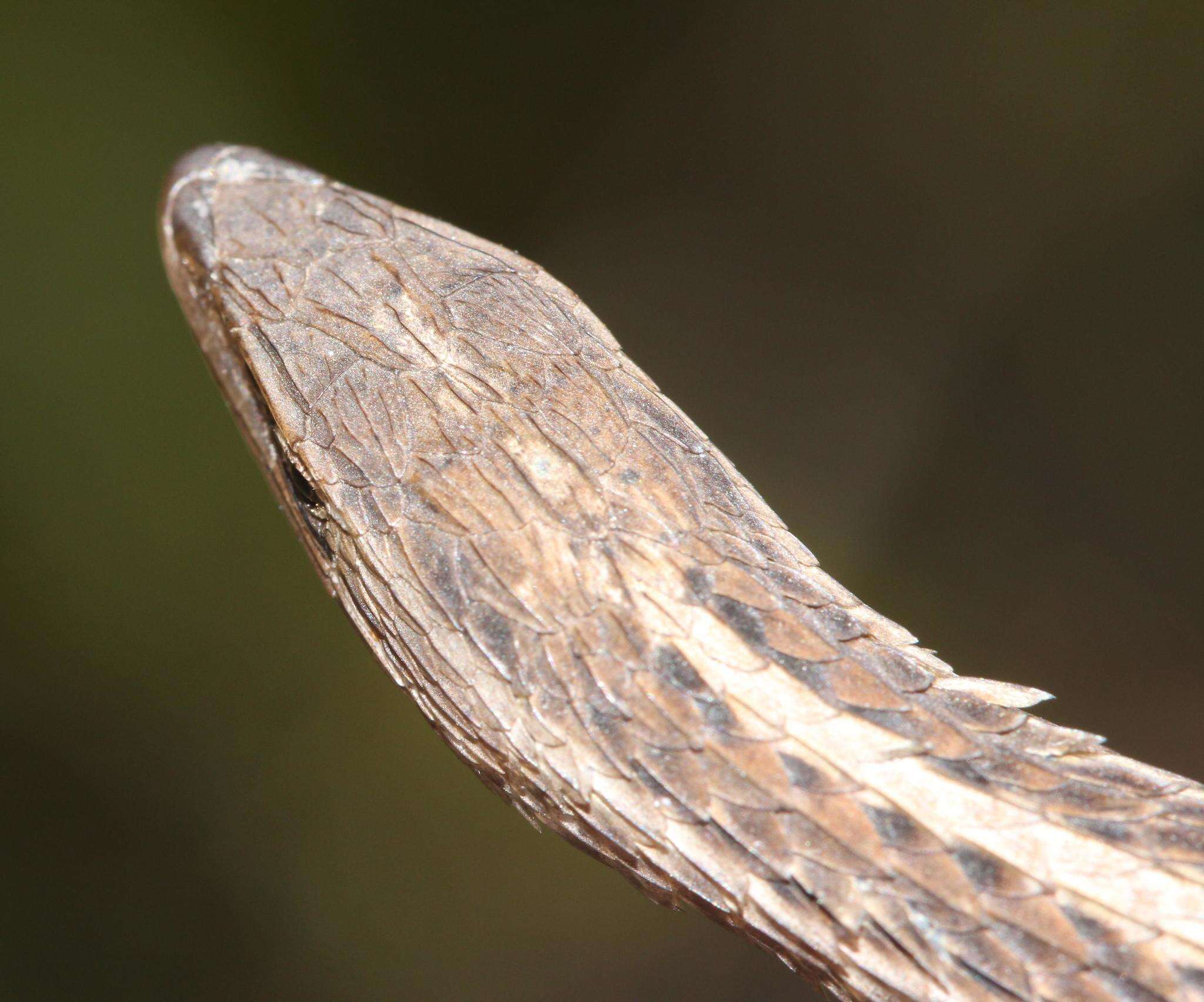 Image of Cape Snake Lizard