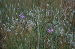 Calopogon tuberosus (L.) Britton, Sterns & Poggenb.的圖片