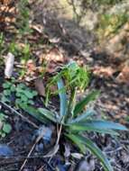 Image of Bipinnula plumosa Lindl.