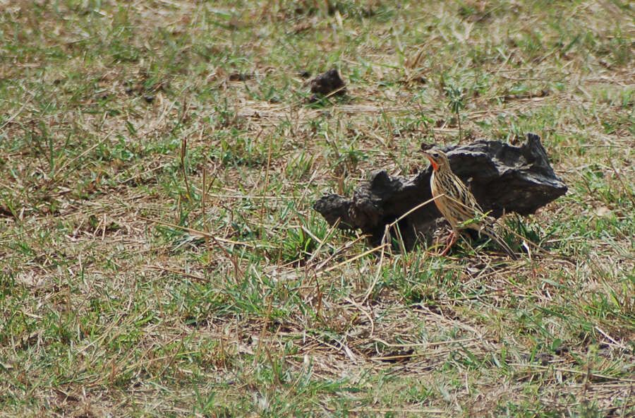 Image of Rosy-breasted Longclaw