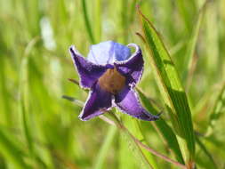 Imagem de Clematis socialis Kral