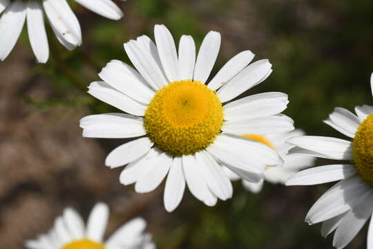 Image of Tripleurospermum subpolare Pobed.