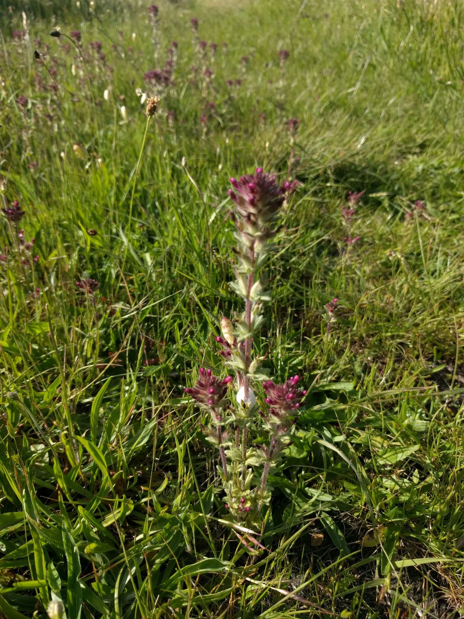 Image of broadleaf glandweed