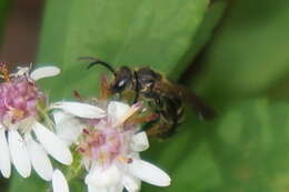 Plancia ëd Lasioglossum fuscipenne (Smith 1853)