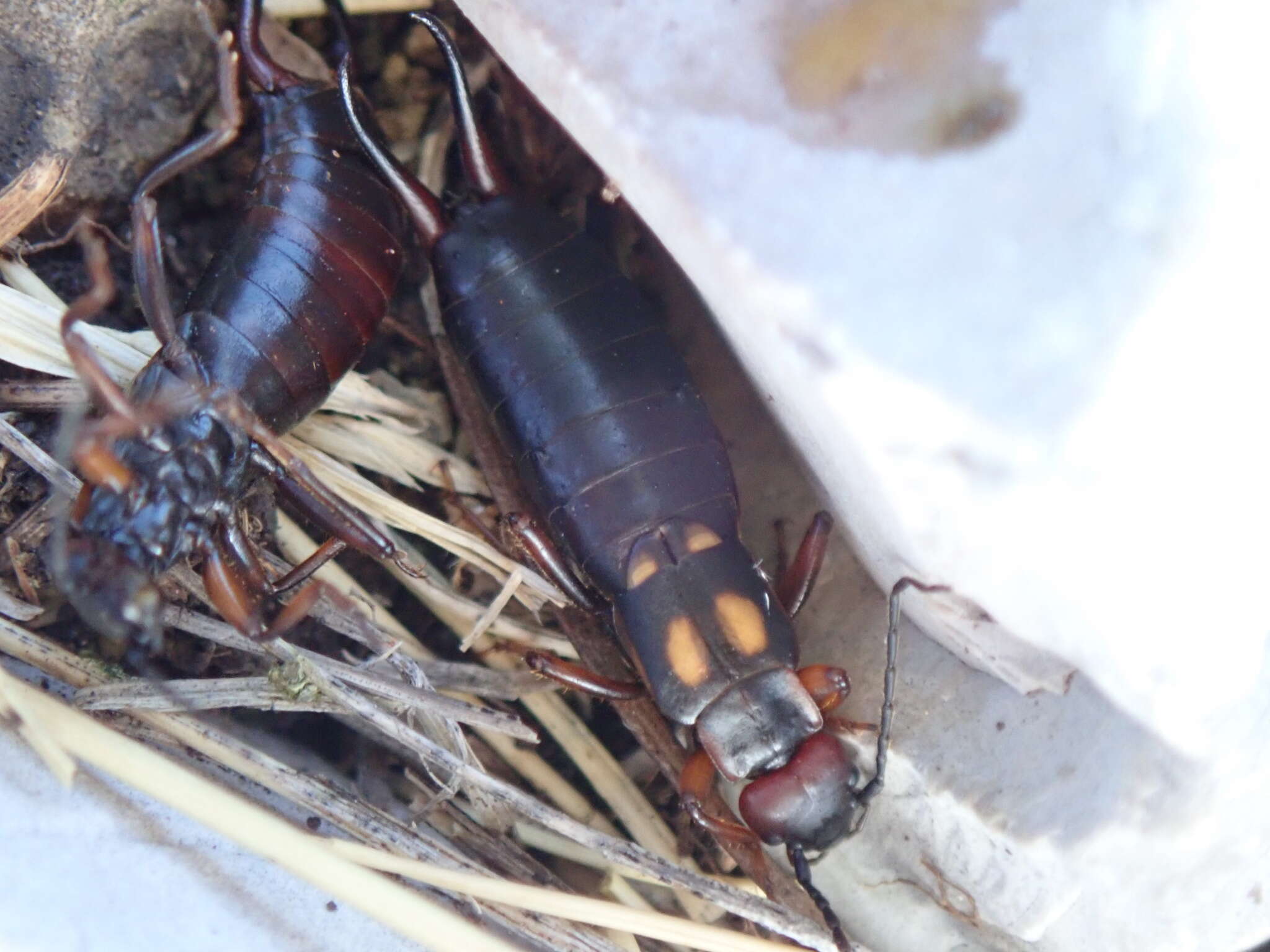 Image of Two-spotted Earwig