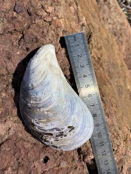 Image of Gray mussel