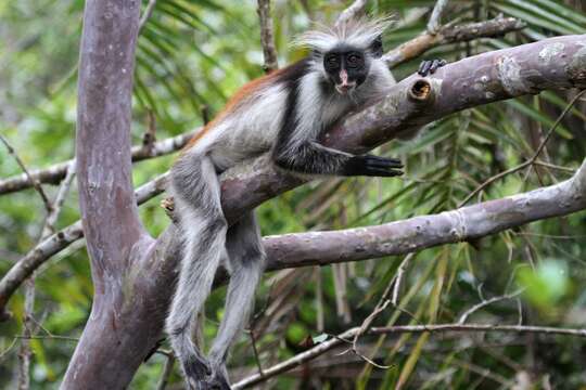 Plancia ëd Piliocolobus kirkii (Gray 1868)