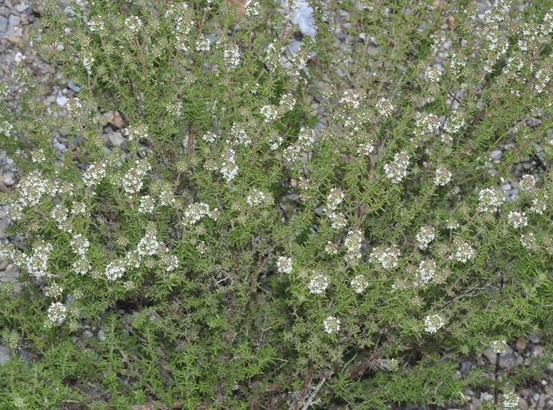 Слика од Thymus baeticus Boiss. ex Lacaita