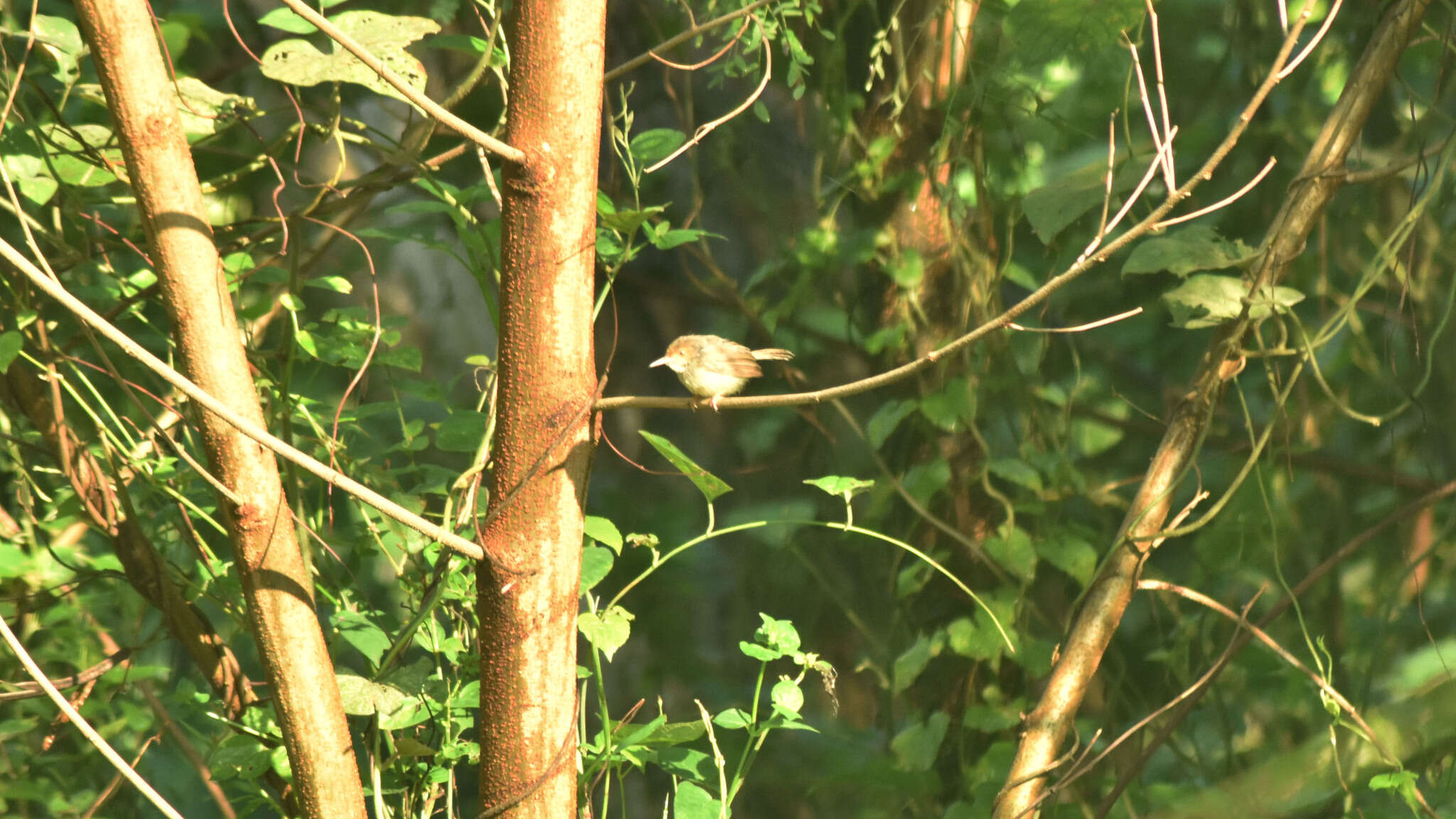 Image of Olive-backed Tailorbird