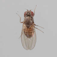 Imagem de Drosophila melanica Sturtevant 1916