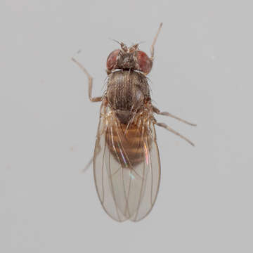 Imagem de Drosophila melanica Sturtevant 1916