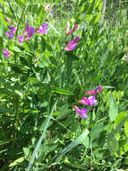 Vicia americana Willd. resmi