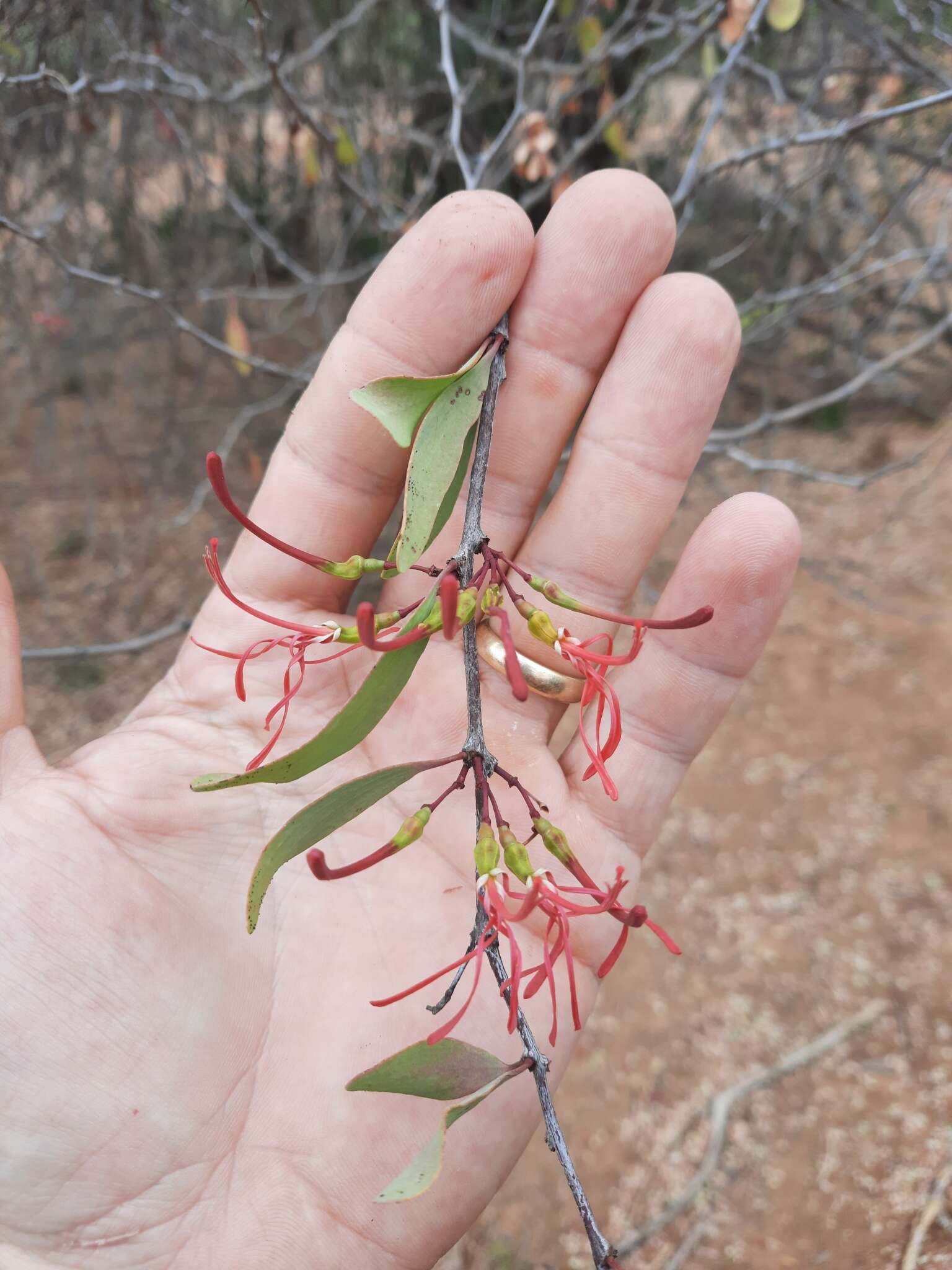 Image de Plicosepalus curviflorus (Benth. ex Oliv.) van Tiegh.