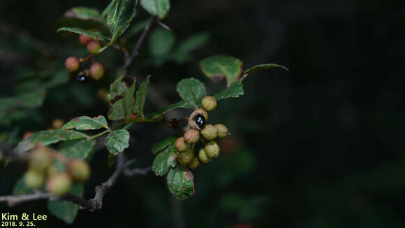 Image of Zanthoxylum schinifolium Siebold & Zucc.