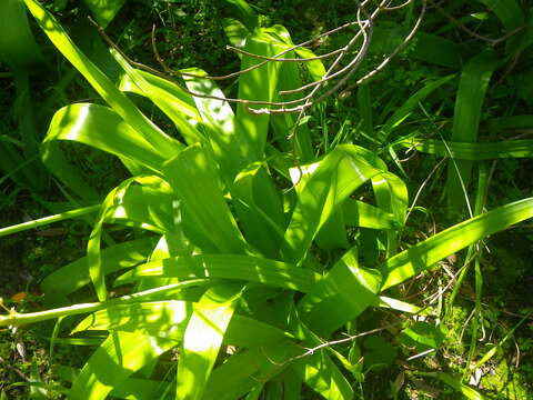 Image of Bulbinella elata P. L. Perry