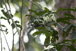 Image of Moustached Babbler