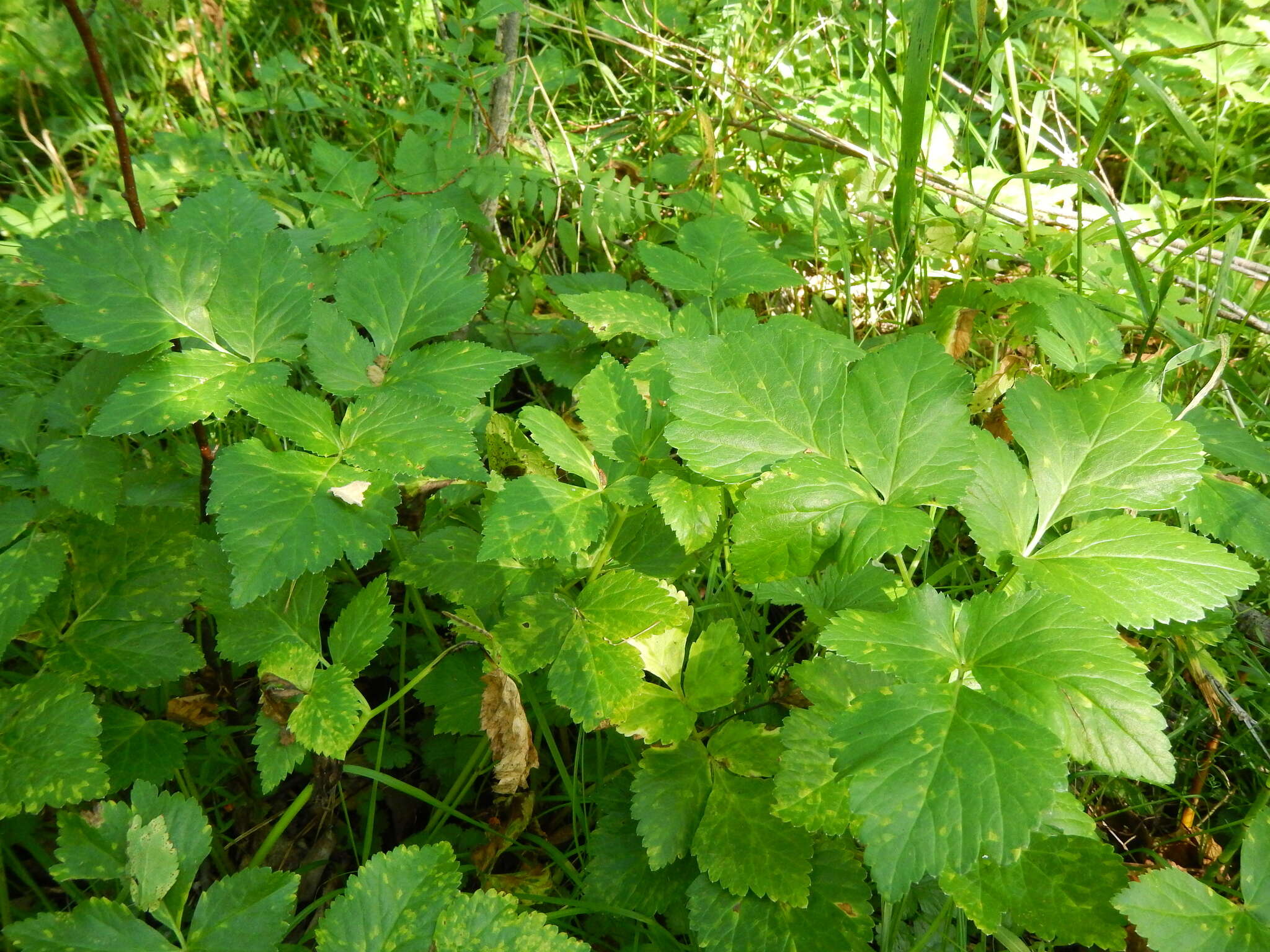 Imagem de Aegopodium latifolium Turcz.