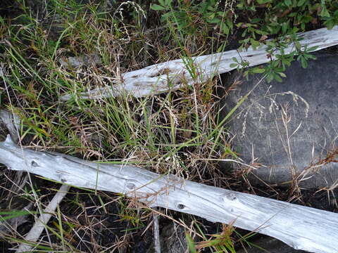 Image of Rattlesnake manna grass