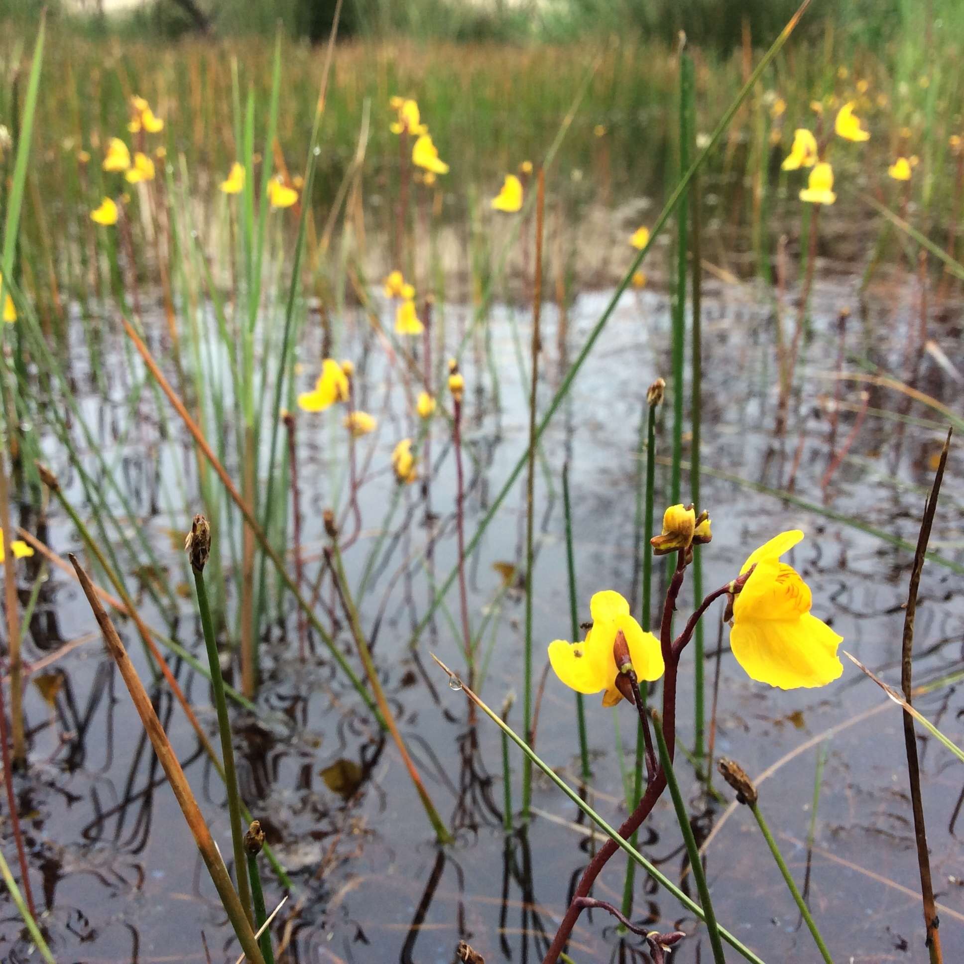 Image of Bladderwort