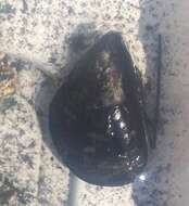 Image of Mediterranean mussel