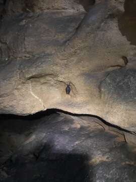 Image of Greater Horseshoe Bat