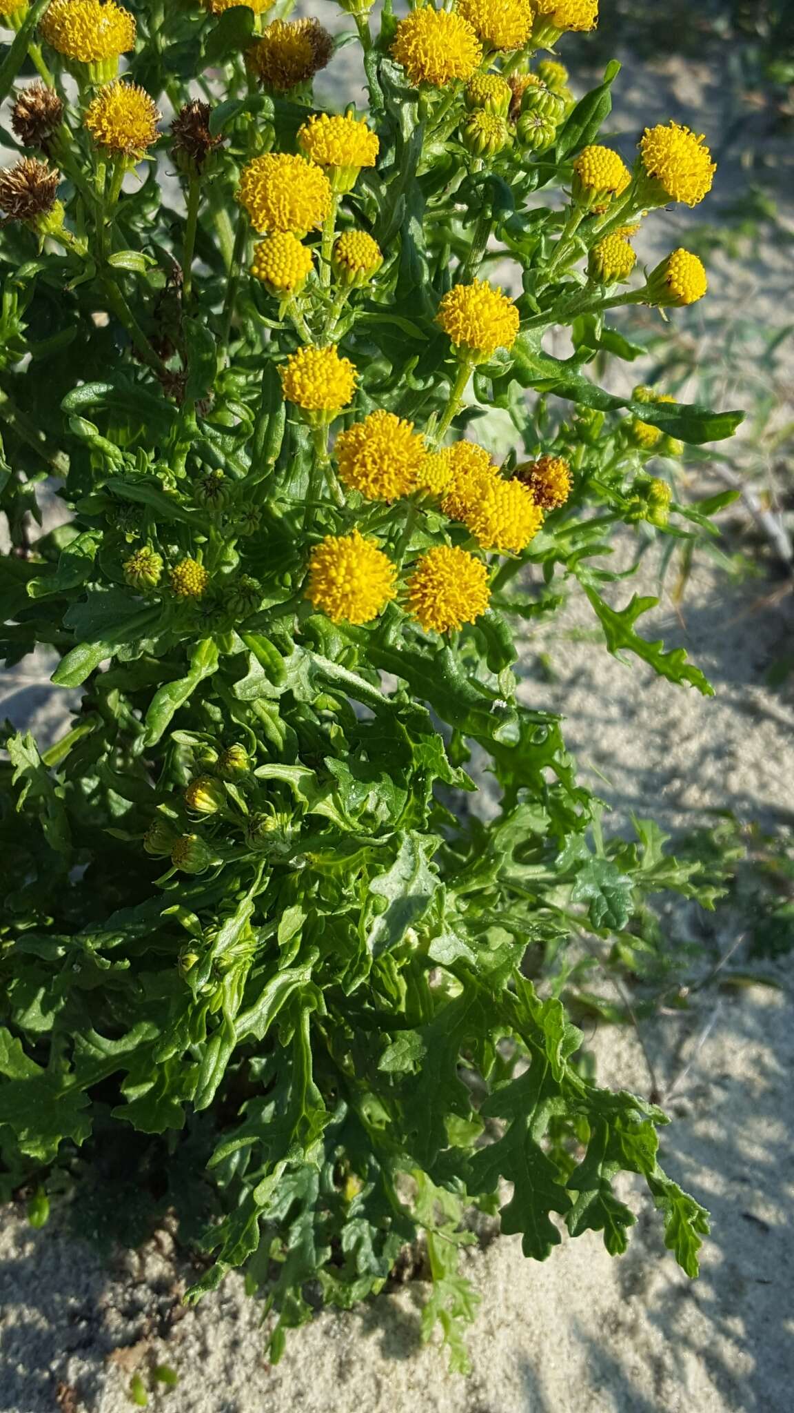 Sivun Jacobaea vulgaris subsp. dunensis (Dumort.) Pelser & Meijden kuva