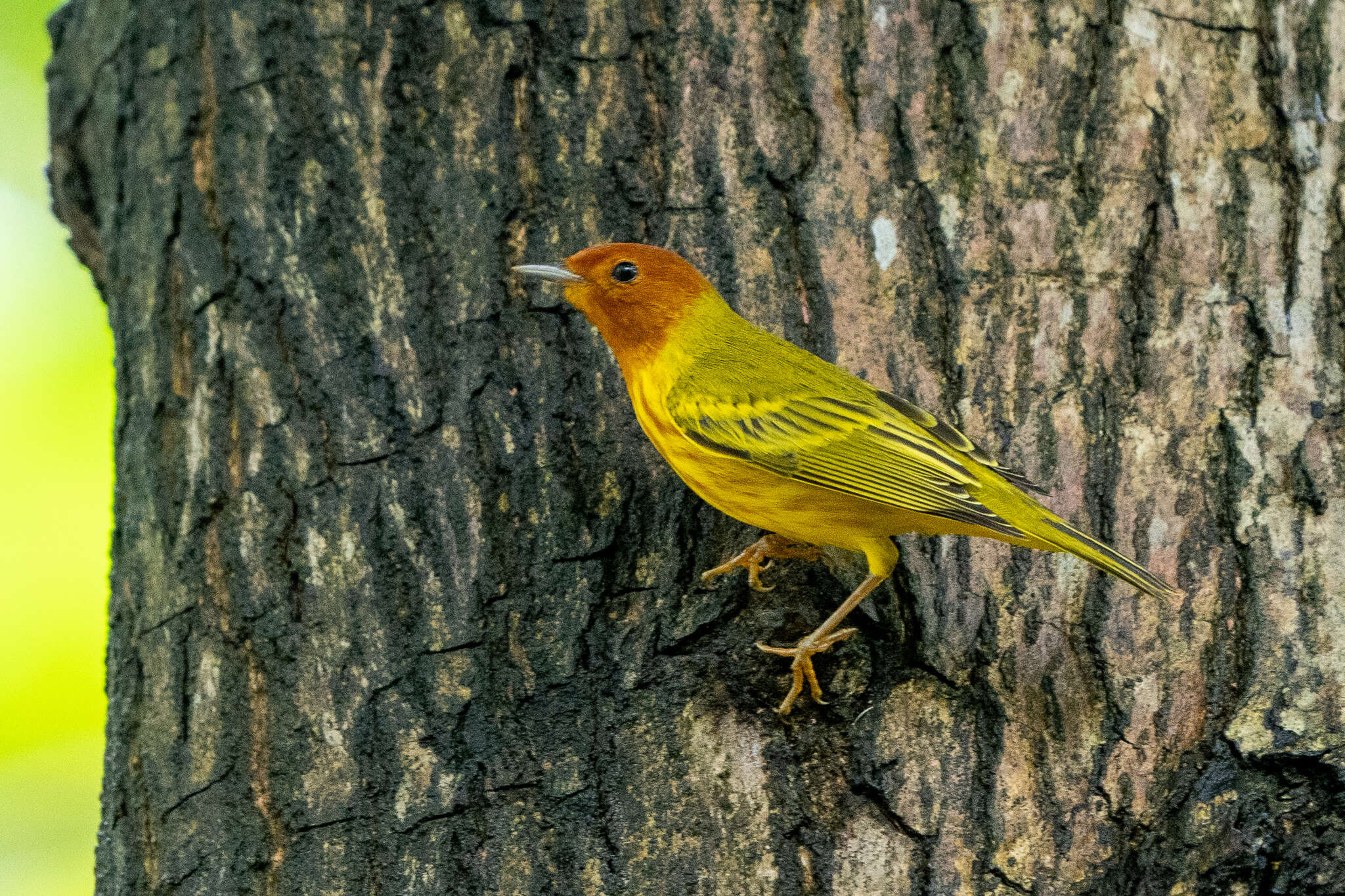 Image de Setophaga petechia aequatorialis (Sundevall 1869)