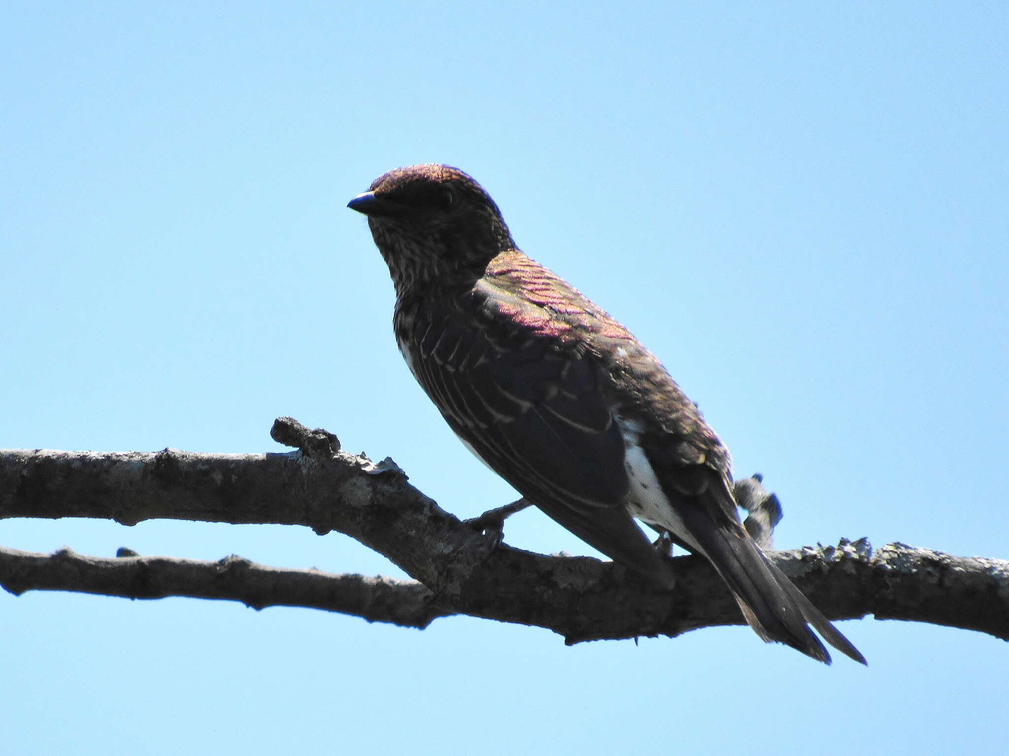 Cinnyricinclus leucogaster verreauxi (Finsch & Hartlaub 1870)的圖片