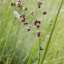 Image de Scleria woodii C. B. Clarke