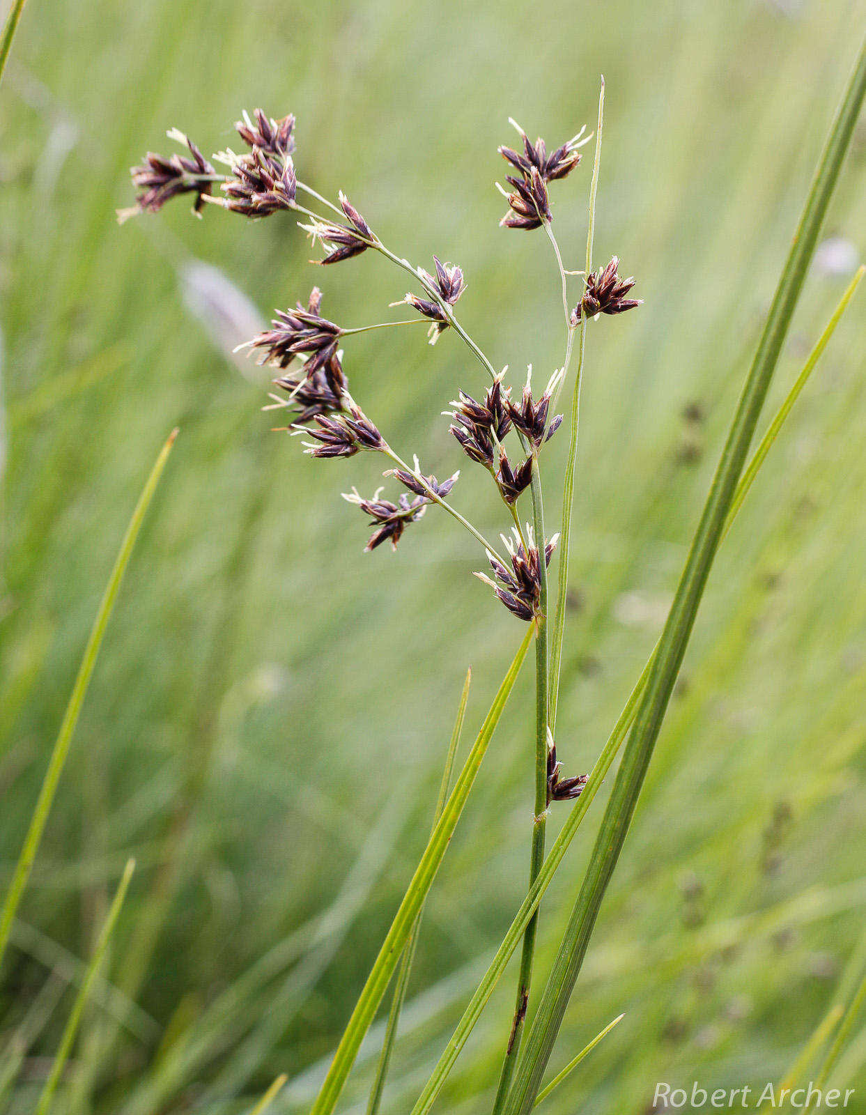 Image of Scleria woodii C. B. Clarke