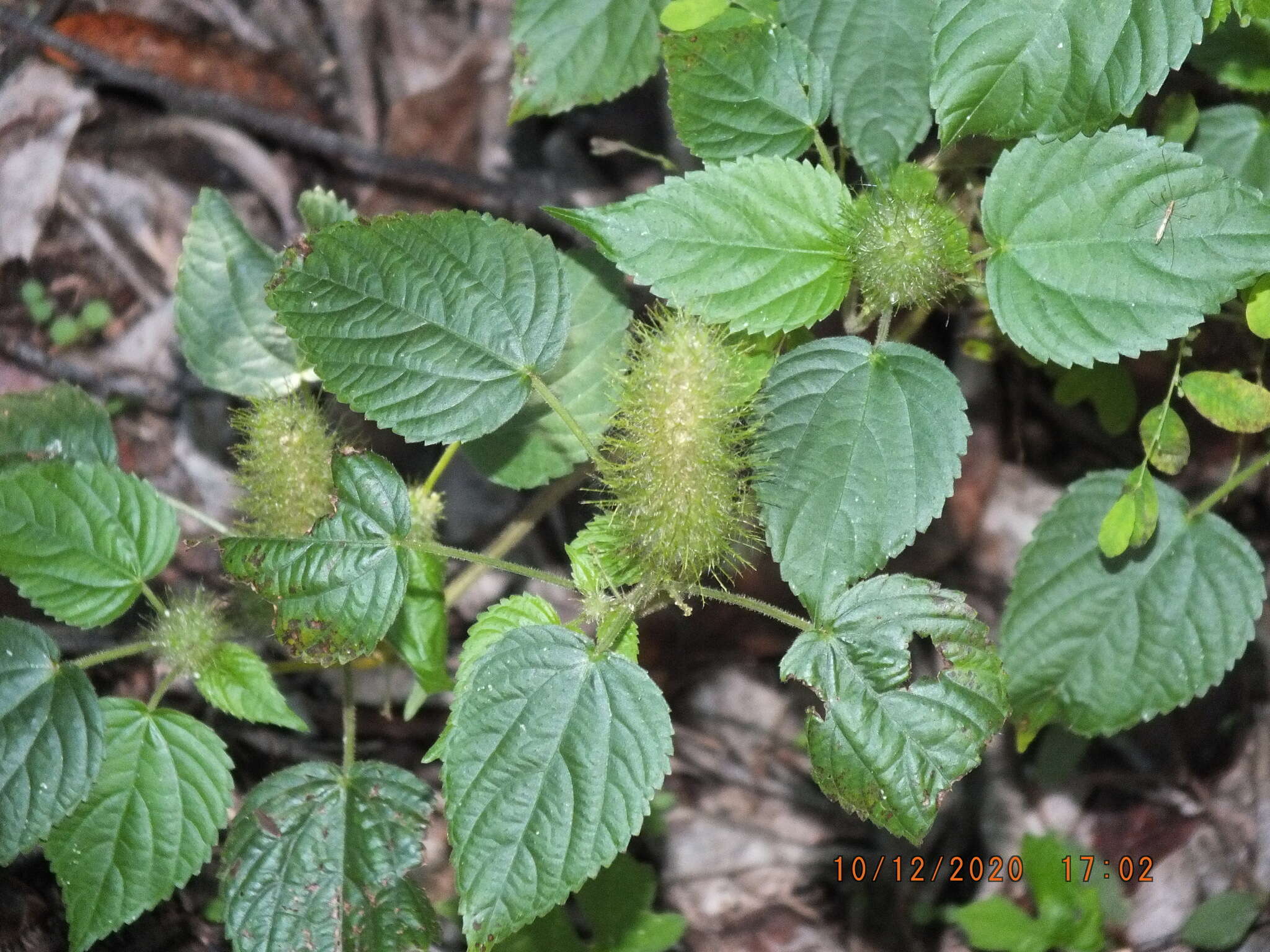 Image de Acalypha alopecuroidea Jacq.