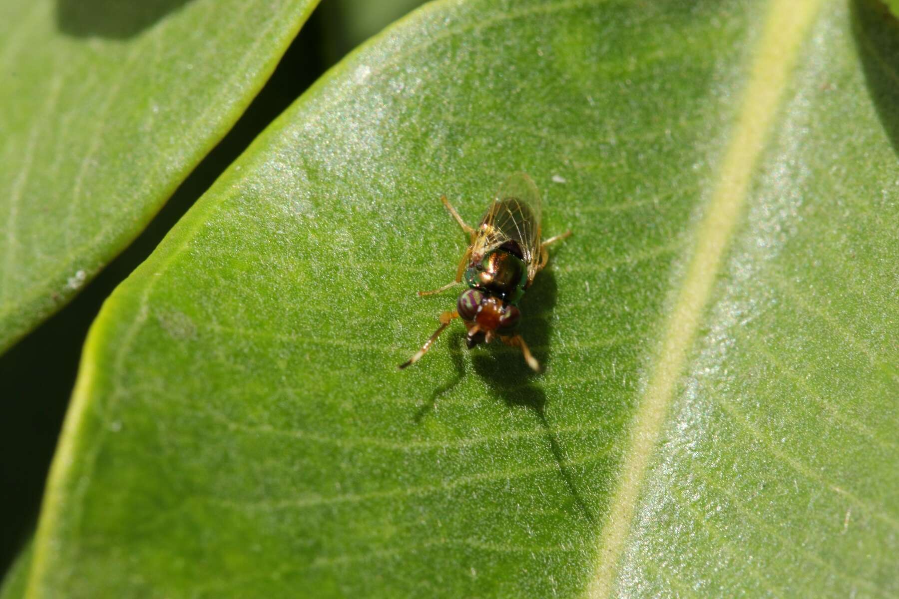 Image of Picture-winged fly