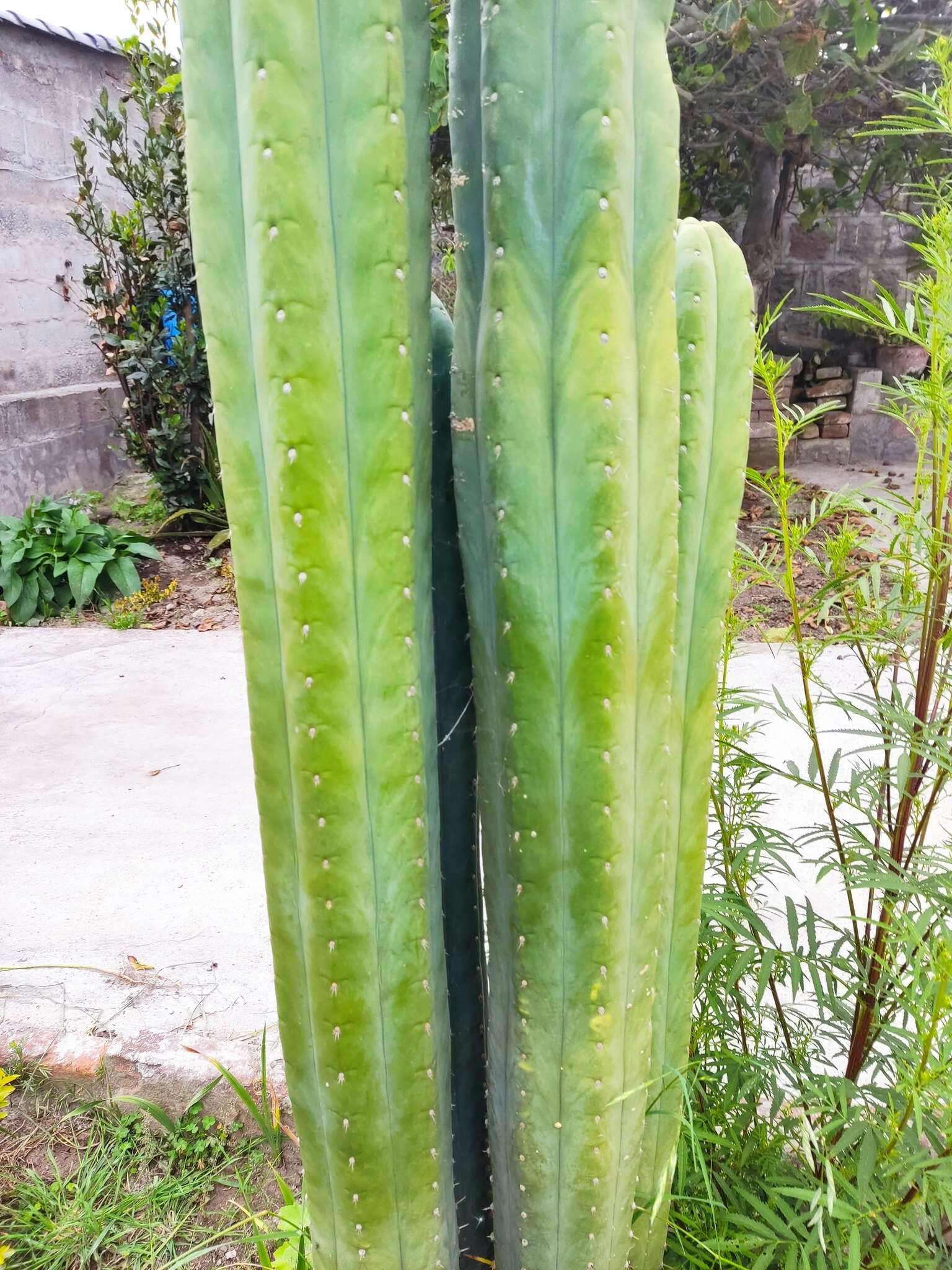 Image de Trichocereus macrogonus var. pachanoi