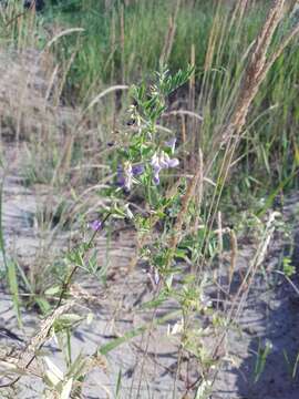 Imagem de Vicia biennis L.