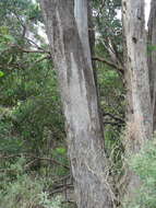 Image of Eucalyptus baueriana subsp. thalassina Rule