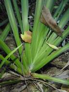 Image of Dietes iridioides subsp. iridioides