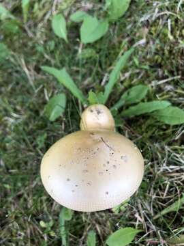 Image of Amanita russuloides (Peck) Sacc. 1887