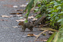 Image of Asian Red-cheeked Squirrel