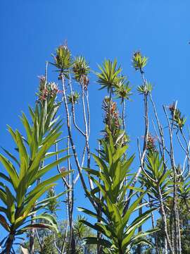 Image de Lobelia excelsa Bonpl.