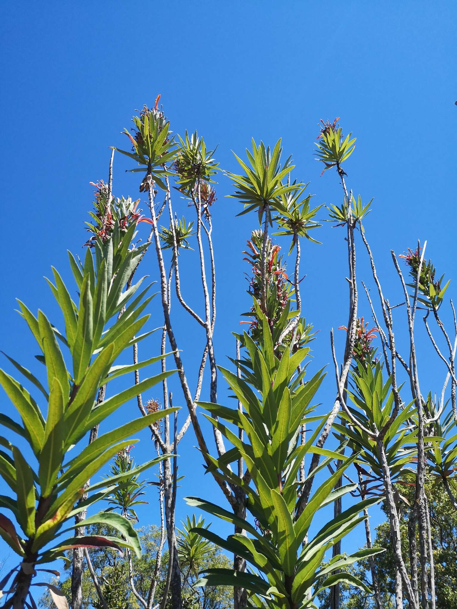 Слика од Lobelia excelsa Bonpl.